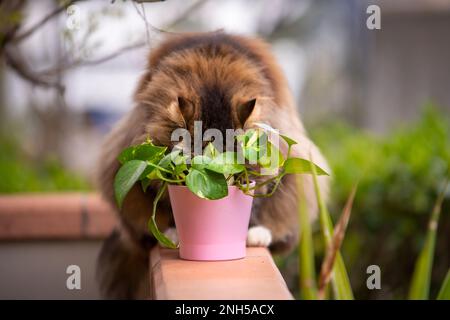 chat moelleux assis sur sa terrasse près d'une plante dans un vase rose. cacher la face. Banque D'Images