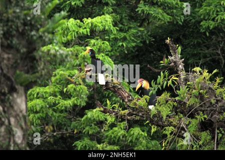 Une paire de hornbill à boutons, ou parfois appelé cavbill à rawesi (Rhyticeros cassidix), est photographiée alors qu'ils percent sur un arbre dans la réserve naturelle de Tangkoko, au nord de Sulawesi, en Indonésie. L'espèce est actuellement considérée comme vulnérable à l'extinction en raison de l'exploitation forestière et de la chasse, selon Amanda Hackett, de la Wildlife conservation Society, dans une publication de 2022. « Avec la diminution des arbres, il n'y a pas de place sûre pour les couples de hornbill pour construire leurs nids dans les grands arbres matures », a-t-elle écrit, ajoutant que les hornbill sont des espèces diurnes qui voyagent principalement en couples et restent monogames. Banque D'Images