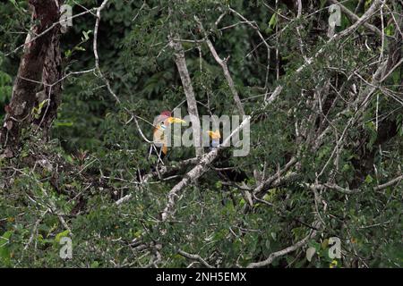 Une paire de hornbill à boutons, ou parfois appelé cassidix de Sulawridé (Rhyticeros cassidix), est photographiée alors qu'ils fourchent sur un arbre dans une zone de forêt tropicale près du mont Tangkoko et Duasudara à Bitung, au nord de Sulawesi, en Indonésie. « Les charnons sont des espèces diurnes qui voyagent principalement par paires et restent monogames », a écrit Amanda Hackett de la Wildlife conservation Society dans une publication de 2022. Jouer un rôle important dans la dispersion des graines, souvent surnommé comme agriculteur forestier par des ornithologues, les hornbites « maintiennent le cycle de la forêt en pleine croissance et en évolution avec tous les fruits qu'ils consomment chaque jour ». Banque D'Images