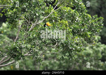 Une femelle de charme à boutons, ou parfois appelée charme ridé Sulawesi (Rhyticeros cassidix), fourrasse un arbre dans une zone de forêt tropicale près du mont Tangkoko et Duasudara à Bitung, au nord de Sulawesi, en Indonésie. L'espèce est actuellement considérée comme vulnérable à l'extinction en raison de l'exploitation forestière et de la chasse, selon Amanda Hackett, de la Wildlife conservation Society, dans une publication de 2022. « Avec la diminution des arbres, il n'y a pas de place sûre pour les couples de hornbill pour construire leurs nids dans les grands arbres matures », a-t-elle ajouté. Hornbill joue un rôle important dans la régénération forestière. Banque D'Images