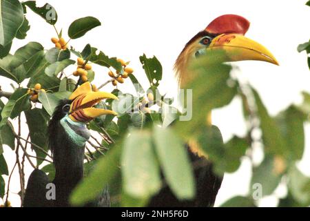 Une paire de hornbill à boutons, ou parfois appelé cavbill à sulawis (Rhyticeros cassidix), est photographiée alors qu'ils percent sur une branche d'un arbre de ficus dans une zone de forêt tropicale près du mont Tangkoko et Duasudara à Bitung, au nord de Sulawesi, en Indonésie. « Les charnons sont des espèces diurnes qui voyagent principalement par paires et restent monogames », a écrit Amanda Hackett de la Wildlife conservation Society dans une publication de 2022. Jouer un rôle important dans la dispersion des graines, souvent surnommé comme agriculteur forestier par des ornithologues, les hornbots maintiennent le cycle de la forêt en pleine croissance et en évolution avec tous les fruits qu'ils consomment. Banque D'Images