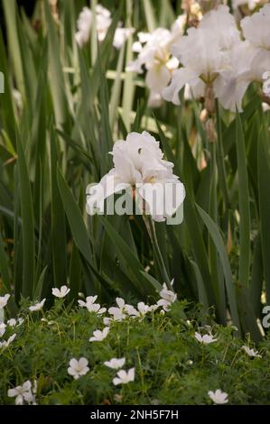 Iris, immortalité en pleine floraison. Banque D'Images