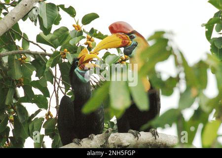 Une paire de hornbill à boutons, ou parfois appelé cavbill à sulawis (Rhyticeros cassidix), est photographiée alors qu'ils percent sur une branche d'un arbre de ficus dans une zone de forêt tropicale près du mont Tangkoko et Duasudara à Bitung, au nord de Sulawesi, en Indonésie. « Les charnons sont des espèces diurnes qui voyagent principalement par paires et restent monogames », a écrit Amanda Hackett de la Wildlife conservation Society dans une publication de 2022. Jouer un rôle important dans la dispersion des graines, souvent surnommé comme agriculteur forestier par des ornithologues, les hornbots maintiennent le cycle de la forêt en pleine croissance et en évolution avec tous les fruits qu'ils consomment. Banque D'Images