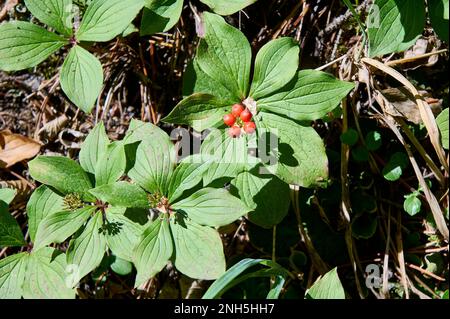 Cornouiller de l'airelle (Cornus canadensis), cornouiller de l'AKA, baies canadiennes, baies de pudding, cornel nain canadien, Crakerberry, bois de chien de Dwarf Banque D'Images