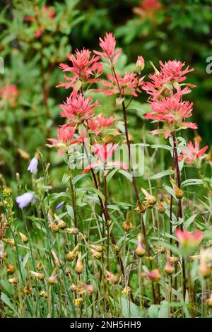 Pinceau indien rouge géant (Castijella miniata), pays de Kananaskis, Alberta, Canada. Banque D'Images