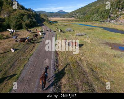 Vue aérienne des chevaux dans un habitat de castor à Reserva Lago Yeguin sur l'île de Tierra del Fuego, Argentine, Amérique du Sud Banque D'Images