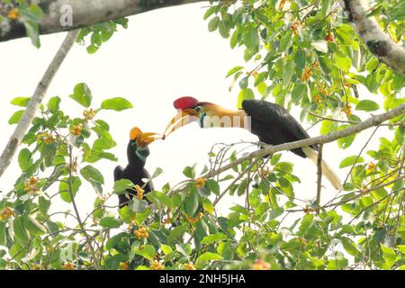 Un individu mâle de charme à boutons, ou parfois appelé charme ridé Sulawesi (Rhyticeros cassidix), nourrit une femme avec un fruit de ficus alors qu'elle se nourrit sur un figuier dans une zone de forêt tropicale près du mont Tangkoko et de DuaSudara à Bitung, dans le nord de Sulawesi, en Indonésie. « Les charnons sont des espèces diurnes qui voyagent principalement par paires et restent monogames », a écrit Amanda Hackett de la Wildlife conservation Society dans une publication de 2022. Jouer un rôle important dans la dispersion des graines, souvent surnommé comme agriculteur forestier par des ornithologues, les hornbites « maintiennent le cycle de la forêt en croissance et en évolution ». Banque D'Images