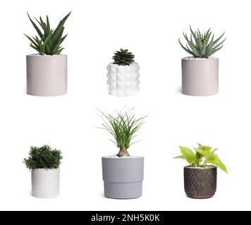 Ensemble avec différentes belles plantes de maison sur fond blanc Banque D'Images