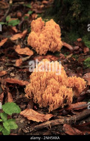 Gros plan sur Ramaria flava croissant dans les bois. Banque D'Images