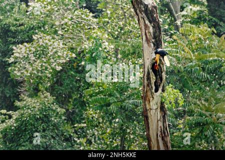 Un homme de charme à boutons, ou parfois appelé charme ridé Sulawesi (Rhyticeros cassidix), vérifie un trou sur le tronc d'un arbre mort où il perche dans la forêt tropicale près du mont Tangkoko et de DuaSudara à Bitung, au nord de Sulawesi, en Indonésie. L'espèce est actuellement considérée comme vulnérable à l'extinction en raison de l'exploitation forestière et de la chasse, selon Amanda Hackett, de la Wildlife conservation Society, dans une publication de 2022. « Avec la diminution des arbres, il n'y a pas de place sûre pour les couples de hornbill pour construire leurs nids dans les grands arbres matures », a-t-elle ajouté. Banque D'Images