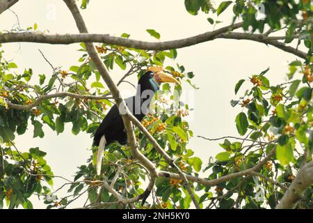 Une femelle de charme knocked, ou parfois appelé charme ridé Sulawesi (Rhyticeros cassidix), est photographiée alors qu'elle fourraille sur un arbre de ficus dans une zone de forêt tropicale près du mont Tangkoko et Duasudara à Bitung, au nord de Sulawesi, en Indonésie. Jouer un rôle important dans la dispersion des graines, souvent surnommé comme agriculteur forestier par des ornithologues, les hornbites « maintiennent le cycle de la forêt en pleine croissance et en pleine évolution avec tous les fruits qu'ils consomment chaque jour », a écrit Amanda Hackett de Wildlife conservation Society dans une publication de 2022. Toutefois, l'espèce est actuellement considérée comme vulnérable à l'extinction. Banque D'Images