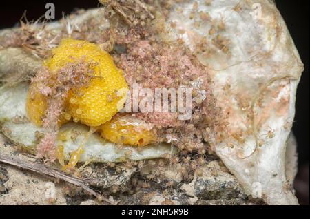 marais d'épiderlings et d'oeufs d'araignées sur le sac nichent. Banque D'Images