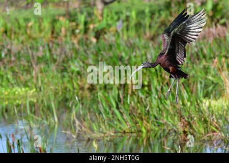 Ibis brillant - Plegadis falcinellus - atterrissage dans les zones humides du Green Cay nature Center à Boynton Beach, Floride. Banque D'Images