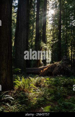 Rayons de lumière éclairant quelques fougères et trèfle dans une forêt de séquoias près de Mendocino, Californie Banque D'Images