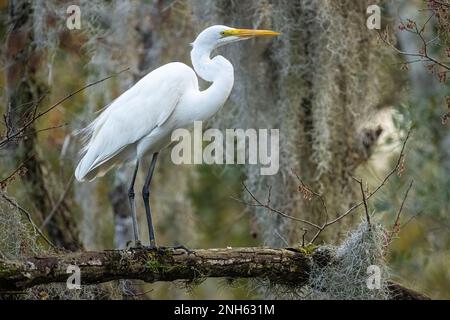 Grand aigrette élégant perché au milieu de la mousse espagnole au-dessus d'une voie navigable à Sawgrass dans Ponte Vedra Beach, Floride. (ÉTATS-UNIS) Banque D'Images