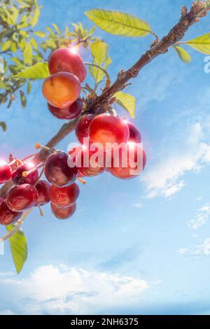 Des cerises sont cueillies à partir de la branche de l'arbre Banque D'Images