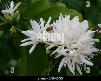 Abeille sur la fleur de café de Robusta sur la plante d'arbre avec feuille verte avec couleur noire en arrière-plan. Pétales et étamines blanches de floraison Banque D'Images