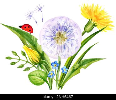 composition des fleurs de champ d'aquarelle, dessin à la main, fleurs d'été, feuilles et graines de pissenlit. Fleurs jaunes et vertes et herbe avec coccinelle Banque D'Images