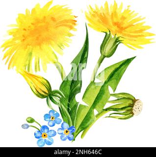 composition des fleurs de champ d'aquarelle, dessin à la main, fleurs d'été, feuilles et graines de pissenlit. Fleurs jaunes et vertes et herbe Banque D'Images