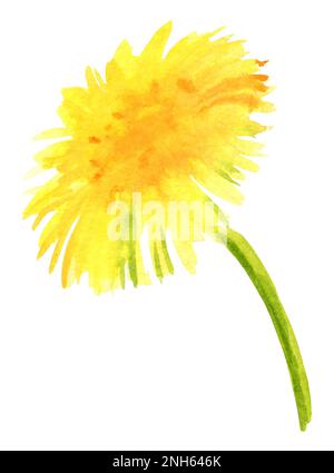 pissenlit de fleurs d'aquarelle. Illustration du dessin à la main. esquisse aquarelle. Fleurs jaunes, couleur verte. Pour les illustrations estivales et les composi décoratifs Banque D'Images