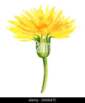 pissenlit de fleurs d'aquarelle. Illustration du dessin à la main. esquisse aquarelle. Fleurs jaunes, couleur verte. Pour illustrateur d'été et composi de décoration Banque D'Images