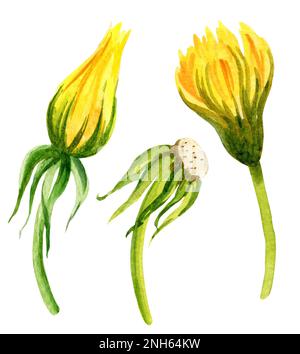 Différents types de pissenlits de fleurs d'aquarelle. Illustration du dessin à la main. esquisse aquarelle. Fleurs jaunes, couleur verte. Pour l'été et c Banque D'Images