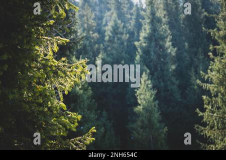 Contexte des fermes de conifères dans la forêt en été Banque D'Images