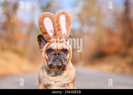 Chien Bulldog français portant un lapin de Pâques costume oreilles bandeau Banque D'Images