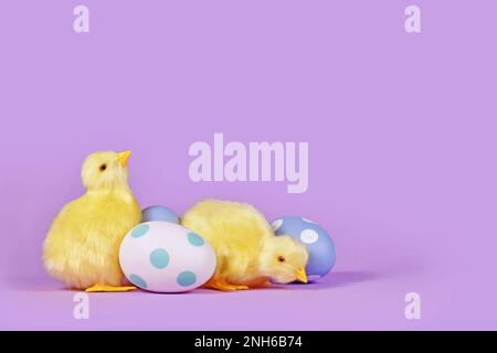 Poulet de Pâques et œufs peints en pastel dans un coin de fond violet avec espace de copie Banque D'Images