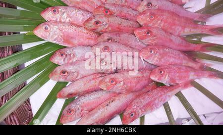 des gurnards de poisson rouge ou des bâtonnets de glace sur le marché frais Banque D'Images