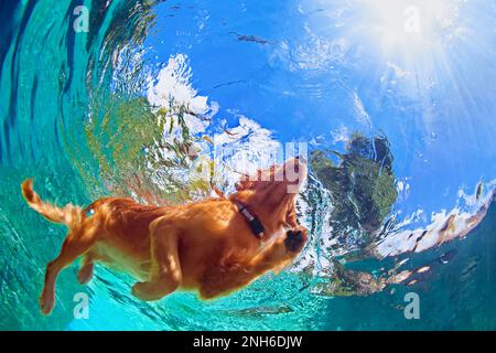 Photo sous-marine de Golden labrador retriever chiot dans la piscine extérieure jouer avec plaisir - saut et plongée en profondeur. Activités et jeux Banque D'Images