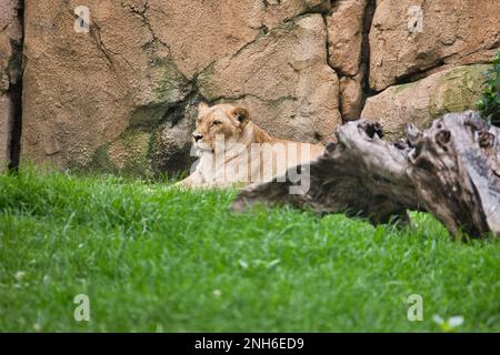 Photo longue distance d'une lionne prise sur le côté dans un paysage herbacé qui se trouve entre deux rochers. Banque D'Images