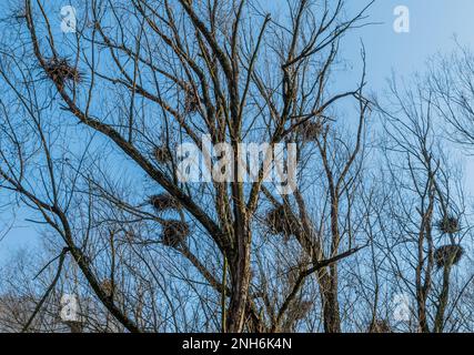 Heronry de héron gris, colonies, non Valley, province de Trento, Trentin-Haut-Adige, italie du nord, Europe Banque D'Images