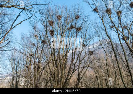 Heronry de héron gris, colonies, non Valley, province de Trento, Trentin-Haut-Adige, italie du nord, Europe Banque D'Images