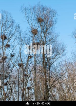 Heronry de héron gris, colonies, non Valley, province de Trento, Trentin-Haut-Adige, italie du nord, Europe Banque D'Images