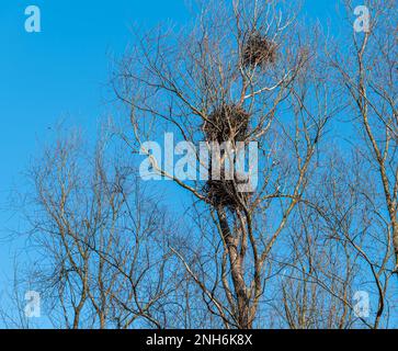 Heronry de héron gris, colonies, non Valley, province de Trento, Trentin-Haut-Adige, italie du nord, Europe Banque D'Images