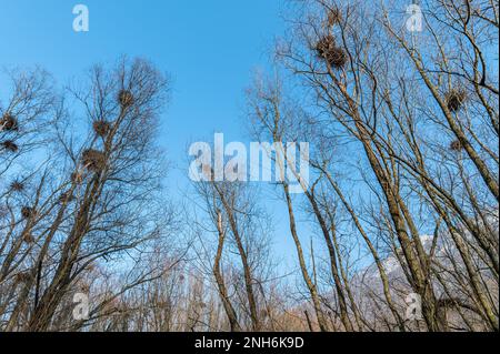 Heronry de héron gris, colonies, non Valley, province de Trento, Trentin-Haut-Adige, italie du nord, Europe Banque D'Images