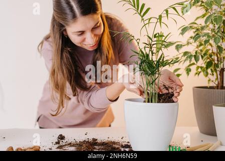 les mains plantent une plante dans un nouveau pot. Jardinage et soins à la maison. Utilisation de l'argile expansée pour la transplantation de plantes. Mains tenant l'argile expansée. Préparation pour Banque D'Images