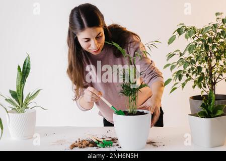 les mains plantent une plante dans un nouveau pot. Jardinage et soins à la maison. Utilisation de l'argile expansée pour la transplantation de plantes. Mains tenant l'argile expansée. Préparation pour Banque D'Images