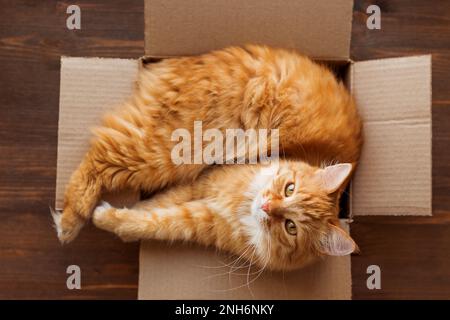 Le chat au gingembre se trouve dans une boîte sur fond de bois. Un animal de compagnie doux fait pour y dormir. Banque D'Images