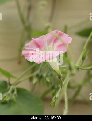 Jolie gloire rose du matin sur une vigne dans un jardin d'été à Lindstrom, Minnesota, États-Unis. Banque D'Images