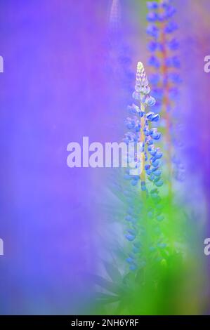 Lupins (Lupinus polyphyllus) dans gargen vivaces. Focus sélectif et profondeur de champ. Banque D'Images