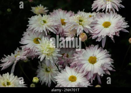 Arrière-plan de fleur de chrysanthème rose Banque D'Images