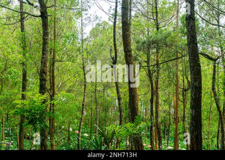Green forest in the morning at spring time Banque D'Images