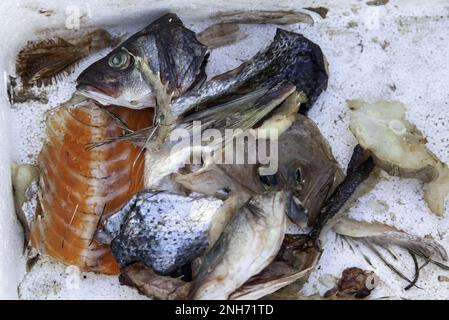 Détail des poissons saisis et pourris, des ordures Banque D'Images