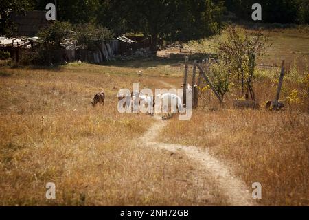 Un troupeau de chèvres domestiques se broute librement dans un pré de prairie à l'automne, en mangeant de l'herbe respectueuse de l'environnement Banque D'Images