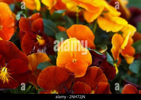 Géranium odorata rouge et orange champ de fleurs d'été florissantes dans le parc, beauté backgroung Banque D'Images