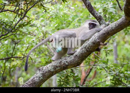Singe vervet mâle adulte sur un arbre dans une réserve naturelle au Zimbabwe Banque D'Images