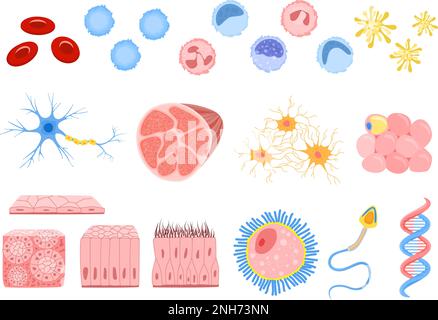 Ensemble avec cellules humaines isolées icônes plates de cellules d'os de tige fibres musculaires et illustration de vecteur de cellules sanguines Illustration de Vecteur