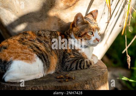 chat de tabby brun sauvage avec des yeux verts dans le jardin. gros plan Banque D'Images